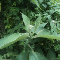 Solanum mauritianum Scop.